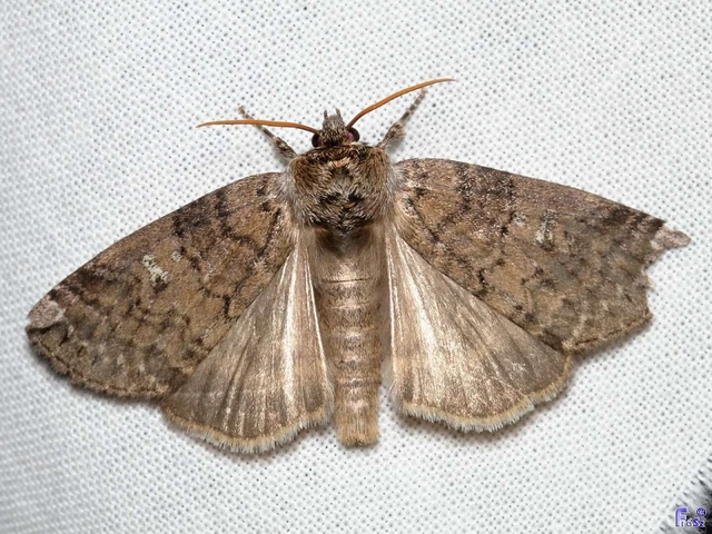 Tethea or - bélyeges pihésszövő
