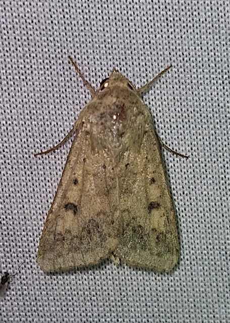 Helicoverpa armigera - kukorica-veteménybagoly