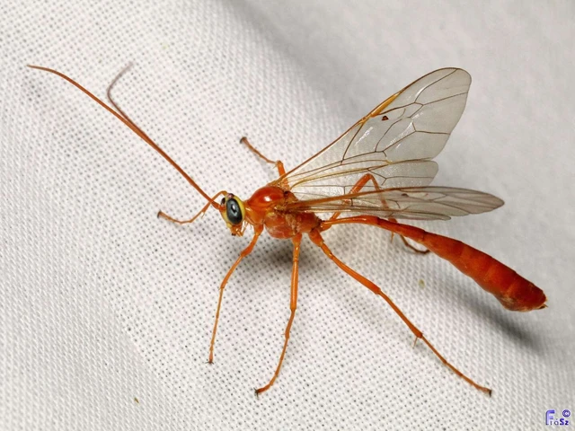Hymenoptera - Hártyásszárnyúak