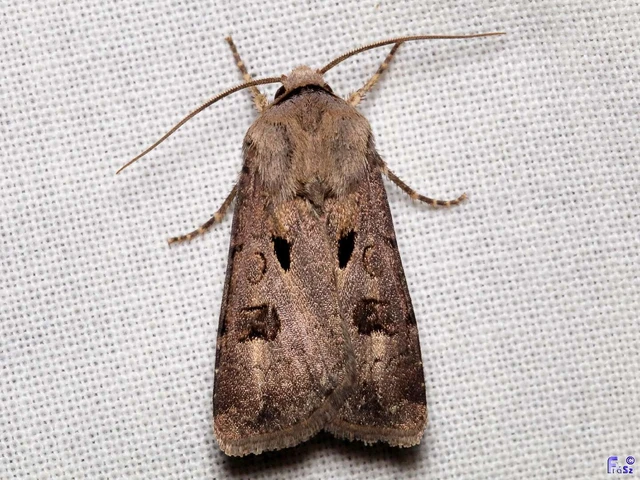 Agrotis exclamationis - felkiáltójeles földibagoly