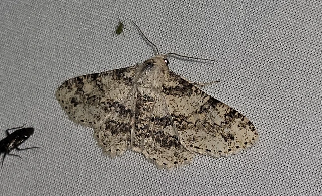Ascotis selenaria - holdas faaraszoló