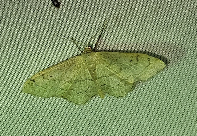 Idaea aversata - nagy sávosaraszoló