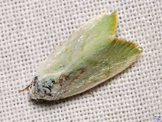 Earias vernana - nyárfa-zöldbagoly