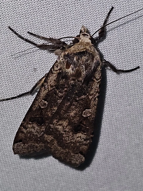 Noctua pronuba - nagy sárgafűbagoly