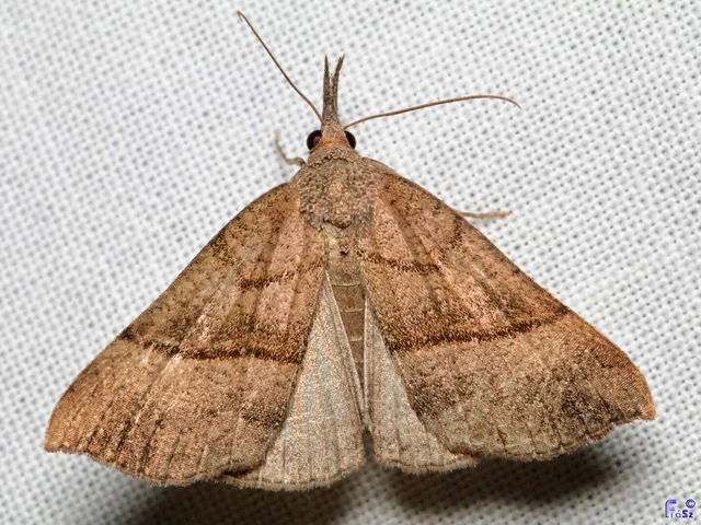 Hypena proboscidalis - ormányos karcsúbagoly