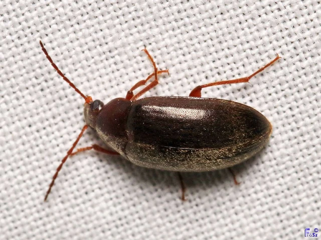Coleoptera - Bogarak Coleoptera - Bogarak