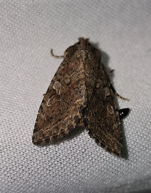 Apterogenum ypsillon - ipszilon-erdeibagoly