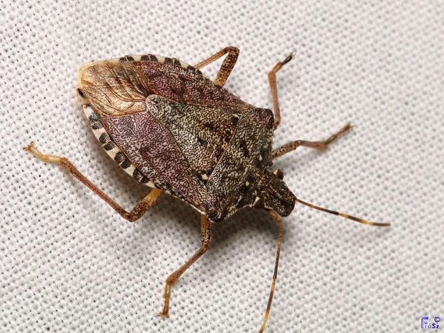Halyomorpha halys - ázsiai márványospoloska Halyomorpha halys - ázsiai márványospoloska