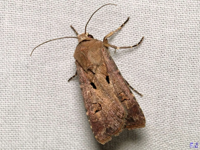 Agrotis exclamationis - felkiáltójeles földibagoly