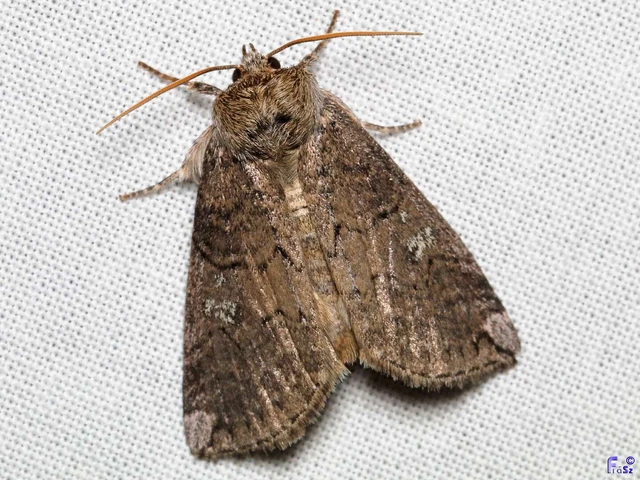 Tethea or - bélyeges pihésszövő