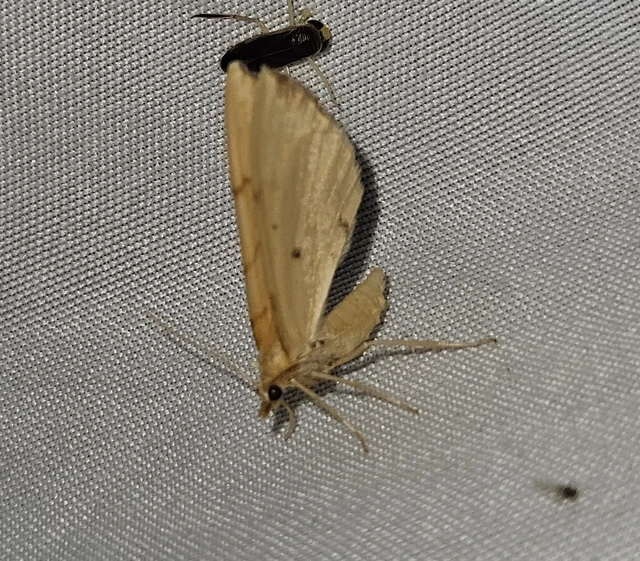Eulithis pyraliata - sárga galajaraszoló