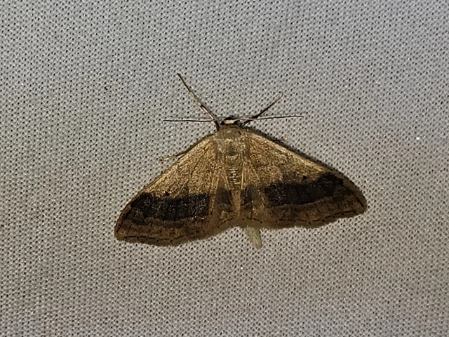 Idaea aversata - nagy sávosaraszoló