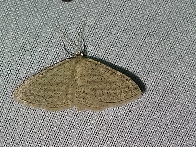 Scopula virgulata - vesszős sávosaraszoló