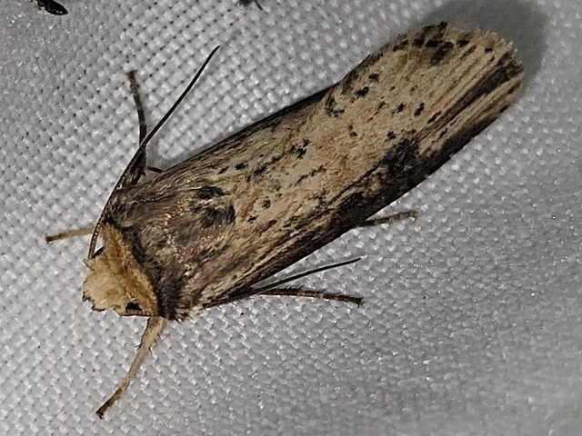 Axylia putris - vonalkás földibagoly