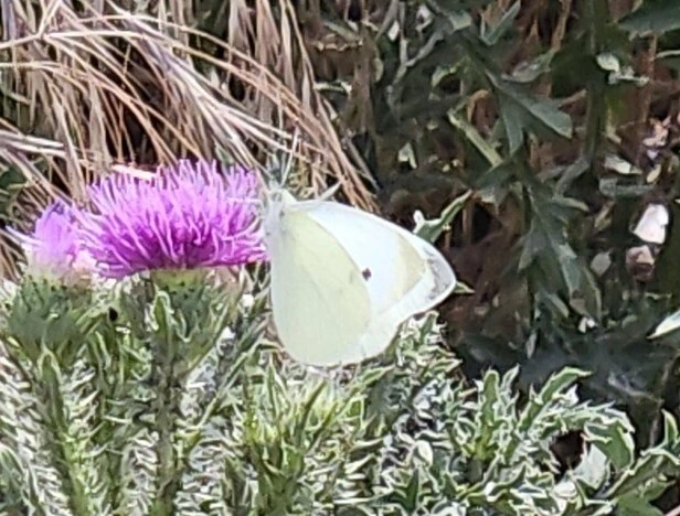 Pieris rapae - répalepke
