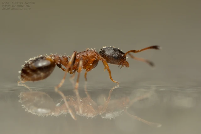 Temnothorax nigriceps - feketefejű kéreghangya