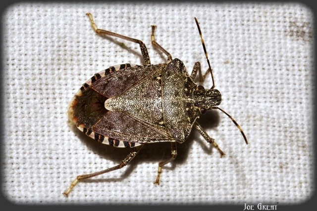 Halyomorpha halys - ázsiai márványospoloska Halyomorpha halys - ázsiai márványospoloska