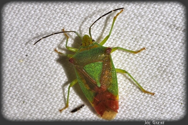 Acanthosoma haemorrhoidale - nagy dajkapoloska Acanthosoma haemorrhoidale - nagy dajkapoloska