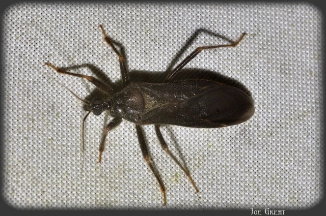 Reduvius personatus - szemetes zugpoloska Reduvius personatus - szemetes zugpoloska