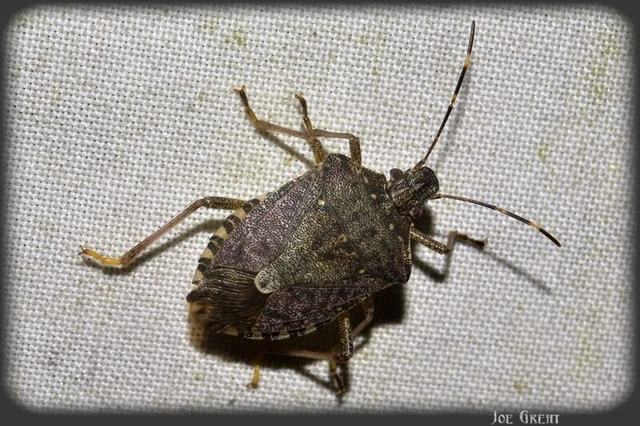 Halyomorpha halys - ázsiai márványospoloska Halyomorpha halys - ázsiai márványospoloska