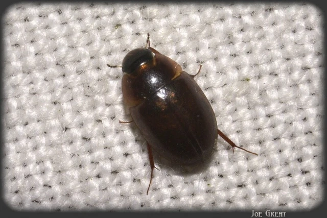 Coleoptera - Bogarak Coleoptera - Bogarak