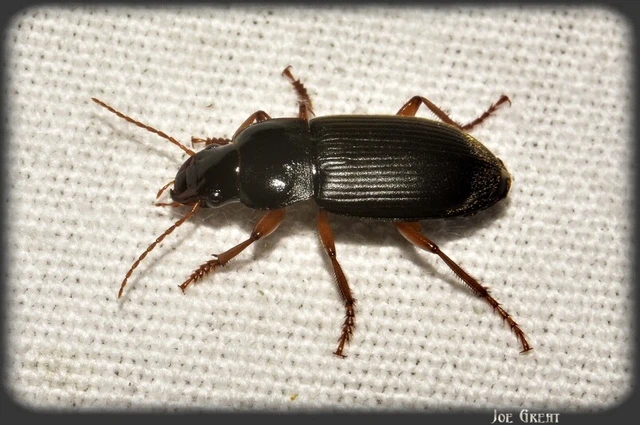 Coleoptera - Bogarak Coleoptera - Bogarak