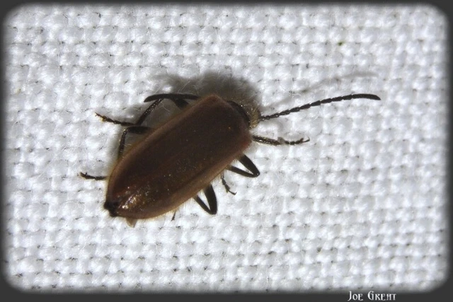 Coleoptera - Bogarak Coleoptera - Bogarak