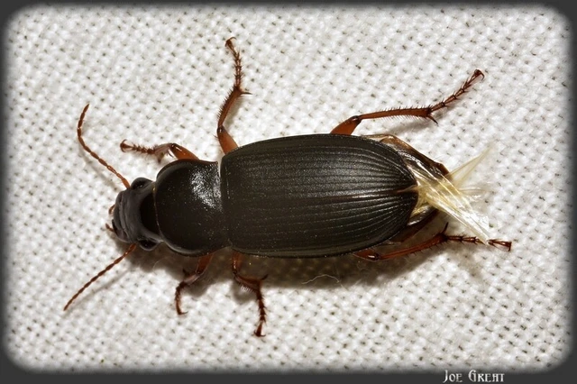 Coleoptera - Bogarak Coleoptera - Bogarak