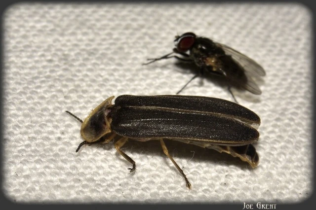 Coleoptera - Bogarak Coleoptera - Bogarak