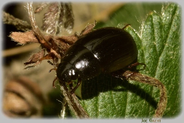 Coleoptera - Bogarak Coleoptera - Bogarak