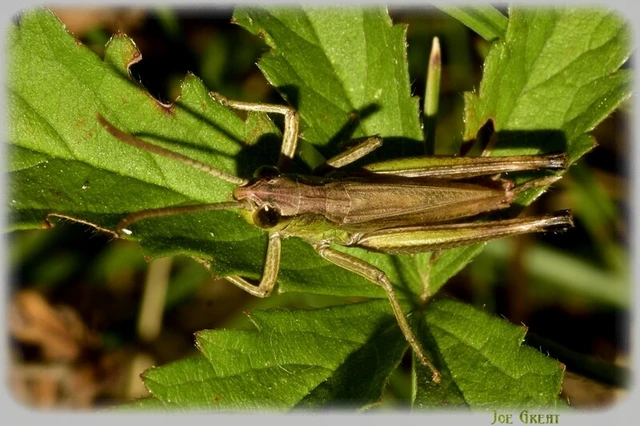 Orthoptera - Egyenesszárnyúak Orthoptera - Egyenesszárnyúak