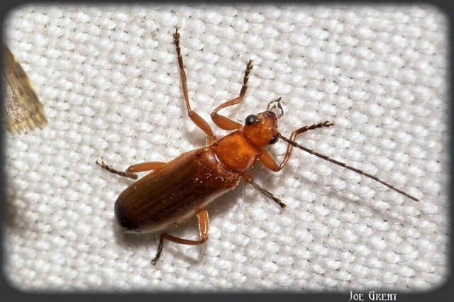 Coleoptera - Bogarak Coleoptera - Bogarak