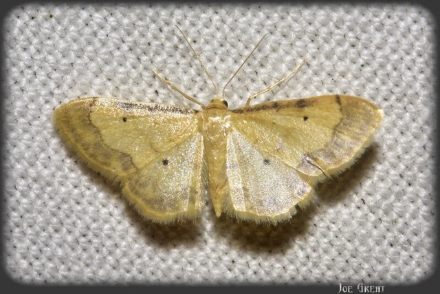 Idaea politaria - vonalas apróaraszoló