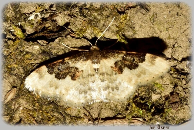 Idaea rusticata - tarka apróaraszoló
