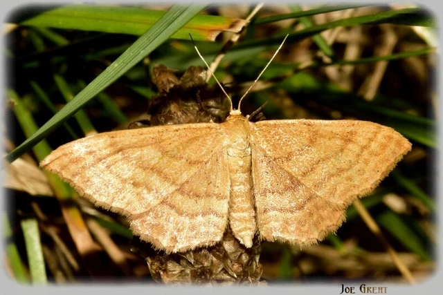 Idaea ochrata - okkerszínű sávosaraszoló