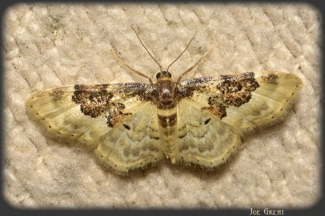 Idaea rusticata - tarka apróaraszoló
