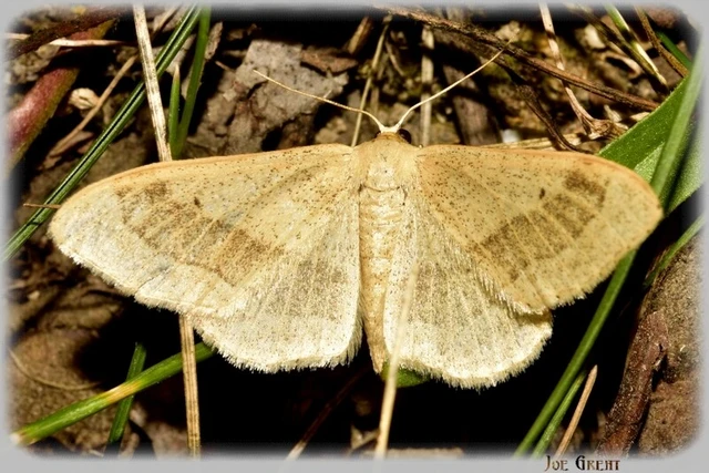 Idaea aversata - nagy sávosaraszoló