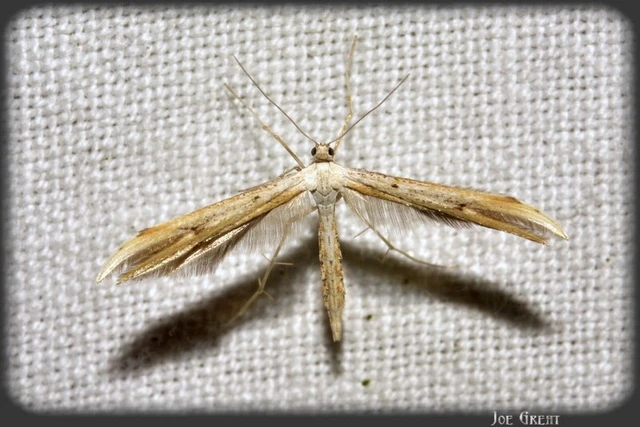 Microlepidoptera - Molylepkék