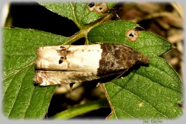 Microlepidoptera - Molylepkék