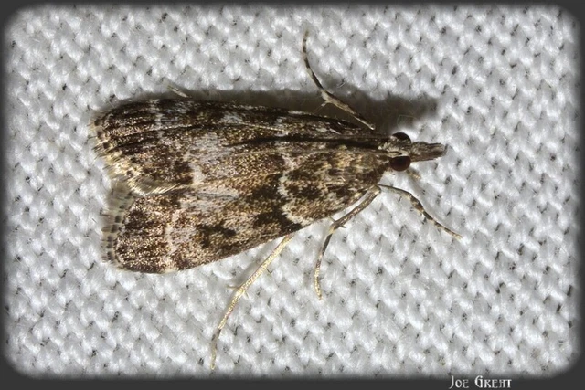 Microlepidoptera - Molylepkék