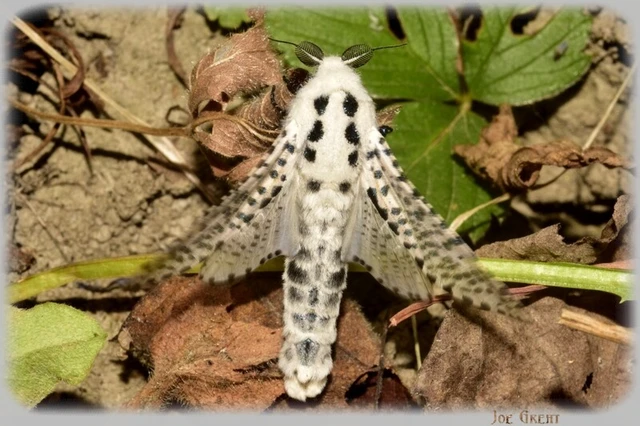 Microlepidoptera - Molylepkék