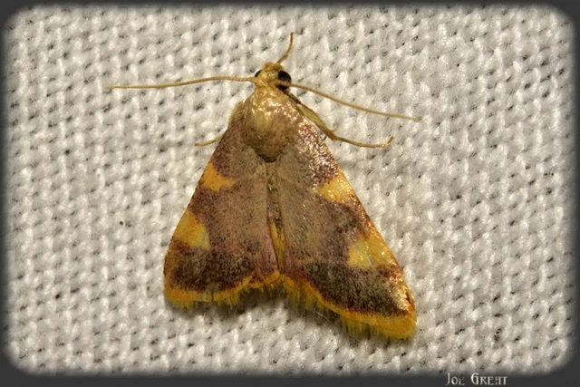 Microlepidoptera - Molylepkék