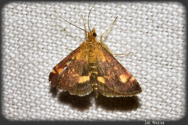 Microlepidoptera - Molylepkék