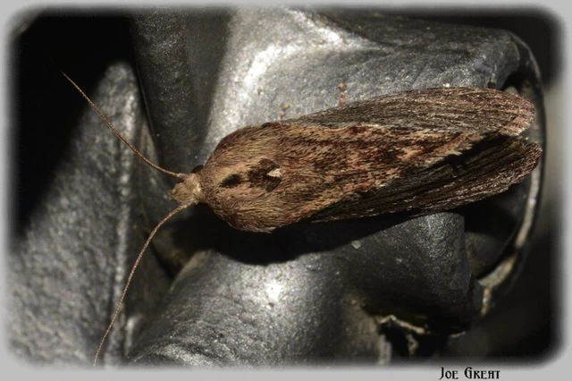 Microlepidoptera - Molylepkék