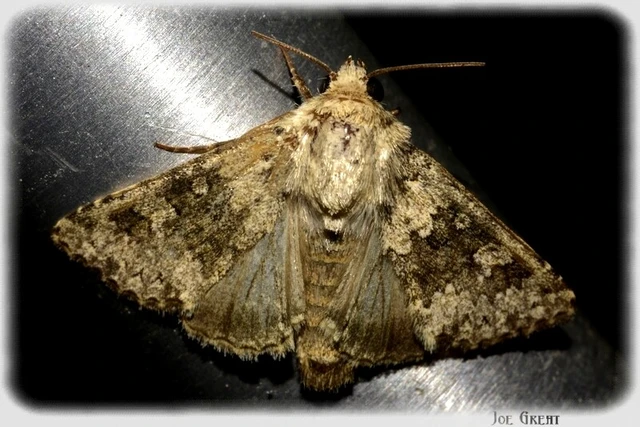 Hecatera dysodea - parajbagoly