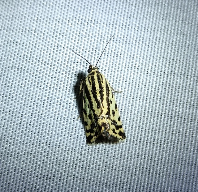 Emmelia trabealis - zebrabagoly