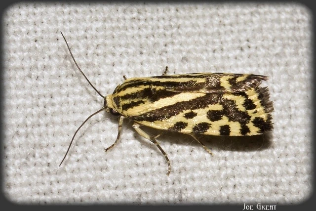 Emmelia trabealis - zebrabagoly