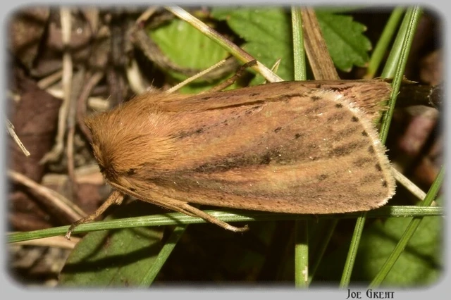 Globia sparganii - nagy nádibagoly