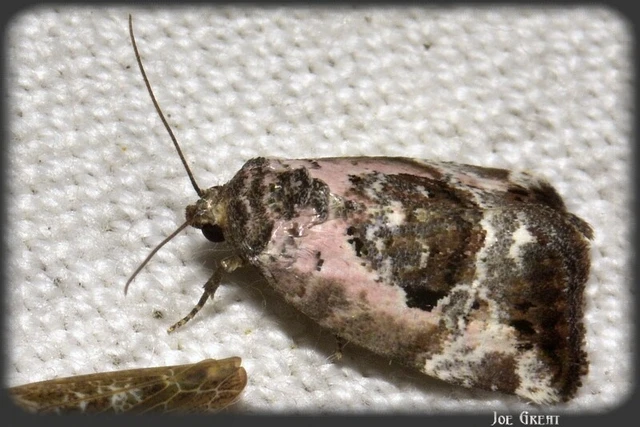 Hapalotis venustula - rózsaszínű mázasbagoly