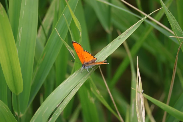 Lycaena dispar rutilus - nagy tűzlepke Lycaena dispar rutilus - nagy tűzlepke